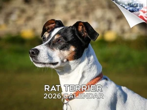 Calendario Rat Terrier Raza Perro 2026 12x18 Hecho en EE. UU. - Imagen 1 de 7