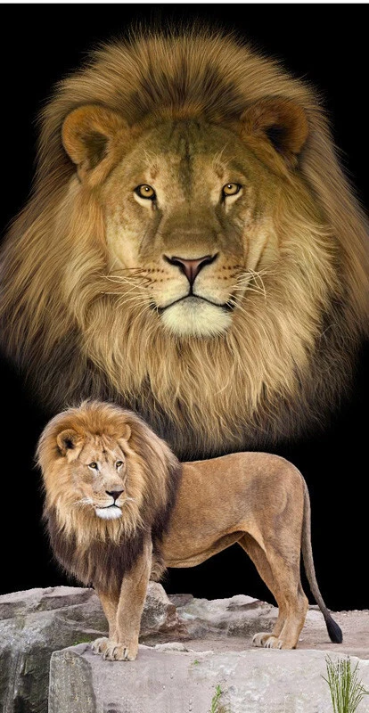 Lion Beach Bath Towel Velour 30" x 60" 100% Cotton - Image 1 of 1