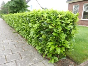 100 x Prunus laurocerasus ‚Novita' (Kirschlorbeer) TOP FÜR HECKE winterhart - Bild 1 von 4