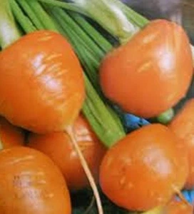 ROLY POLY CARROT Daucus carota subsp sativus vege plants 6-cell seedling punnet - Picture 1 of 4
