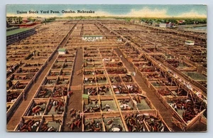 Vintage Postcard Omaha NE Union Stock Yard Pens Cattle Livestock V4 - Picture 1 of 2
