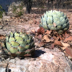 Agave guadalajarana SEEDS - - Picture 1 of 2