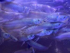 LIVE TROPICAL Fish- Silver Arowana 8-8.5 Inches