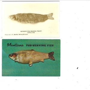 (2) Surreale Übertreibung Postkarten - Lot von 2: Pelz tragender Belton Montana Fisch - Bild 1 von 2