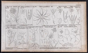 1834 - Rapunzel, Enzian - Gravur Antike Botanik - Blumen Phyteuma - Picture 1 of 5