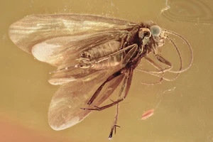 GREEN EYED Caddisfly  POLYCENTROPODIDAE Genuine BALTIC AMBER + HQ Pic 250301 - Picture 1 of 7