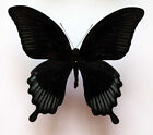 Papilio Ascalaphus Munascalaphus - Unmounted Butterfly
