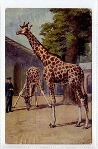 (Gt573-432) Giraffes at the Zoological Gardens, Art Card 1927 Used G - Picture 1 of 2