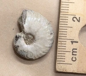 120 Million Year old AMMONITE Fossil from Madagascar (#Z281) - Picture 1 of 1