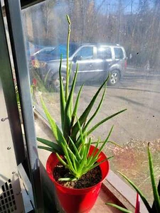 Frische Aloe Vera Pflanzen Set - wurzelnackt (3 gesunde Pflanzen) 12"-18" BLÄTTER - Bild 1 von 17