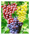 Kernlose Tafel-Trauben-Kollektion, 3 Weintrauben, Weinreben Sortiment kernlos