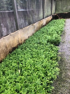 Forros gigantes verdes 100-Thuja Foto 1 de 3