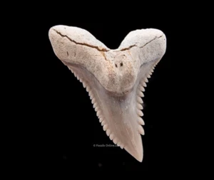 Fine Lee Creek HEMIPRISTIS Fossil Shark Tooth 1.14” 2106 - Picture 1 of 2