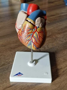 Learning Resources Cross-Section Human Heart Model - Picture 1 of 6