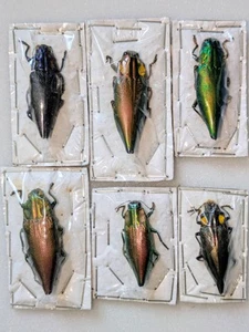 Cyphogastra sp., 6 piezas, v. escaso Buprestidae de PNG y Nueva Bretaña - Imagen 1 de 2