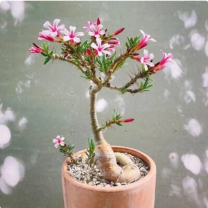 PACHYPODIUM Bispinosum Cactus Succulent Plant Garden Beautiful Plant - Bild 1 von 12