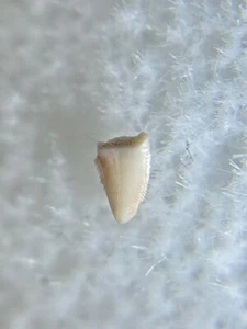 Theropod Dinosaur Tooth Fossil Triassic Age New Mexico Bull Canyon Formation - Picture 1 of 10
