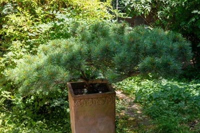 Zwerg-Seidenkiefer Pinus strobus Radiata Zwerg Weymouths Kiefer  Streichelkiefer - Bild 1 von 4