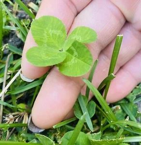 🍀RARE REAL Genuine 4 Leaf Clover 🍀 Hand picked - GREAT LUCKY Gift - FAST SHIP! - Picture 1 of 4
