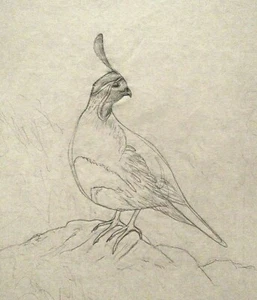 LISTED NATURE ARTIST WILLIAM SCHALDACH ORIG PENCIL DRAWING CRESTED BIRD - Picture 1 of 8