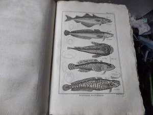 PANCKOUCKE  ICHTCHYOLOGIE POISSONS  GRAVURE ORIGINALE DE  1788    22 X 31 Cms - Imagen 1 de 1