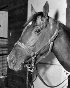 1955 Champion Racehorse SWAPS Glossy 8x10 Photo Print Willie Bill Shoemaker - Picture 1 of 1