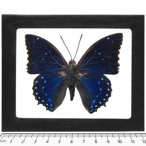 Charaxes numenes REAL FRAMED BUTTERFLY BLUE AFRICA - Picture 1 of 1