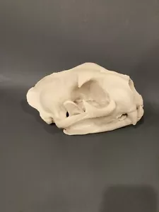Cruelty Free Mountain Lion Skull Replica - Picture 1 of 6