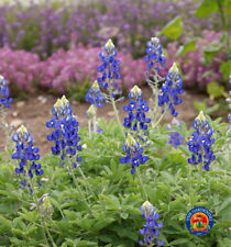 50 Texas Bluebonnet Flower Seeds Lupinus texensis Bluebonnets + Gift