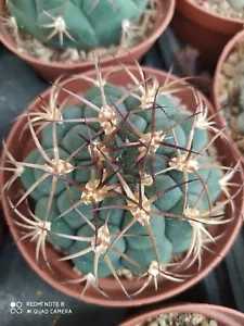 GYMNOCALYCIUM PFLANZII VAR.ALBIPULPA POT10 CACTUS GRASSE NO COPIAPOA AZTEKIUM - Foto 1 di 5