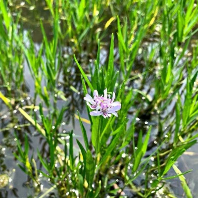 Water Willow Marginal Pond Plant Bog  - Image 1 of 2