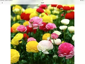 Ranunculus Persian Buttercup seeds pkt of 100 USA grown - Picture 1 of 4