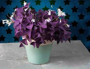 Purple Shamrock - Oxalis triangularis Bulbs Easy Grow Perennial Love Plant  - Picture 1 of 1