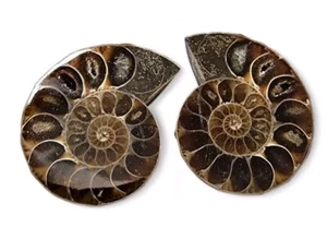 Fossil Ammonite Perisphinctes Polished Pair 27.4 grams - Picture 1 of 2