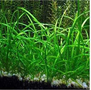 Dwarf Sagittaria Subulata Live Aquarium Plants BUY 2 GET 1 FREE - Picture 1 of 31