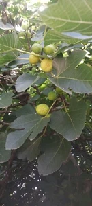 *ORGANIC HEIRLOOM LOUISIANA GOLD FIG TREE THREE FRESH CUTTINGS  8IN. HTF** - Picture 1 of 6