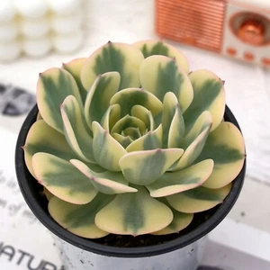 4 Zoll Echeveria Lenore Dean bunte, lebende Sukkulenten Pflanzen, seltene Pflanzen - Bild 1 von 10