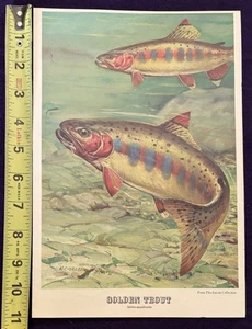 Anuncio impreso Garcia Mitchell 304 505 1961 2 carretes de pesca trucha dorada lubina boca pequeña - Imagen 1 de 6