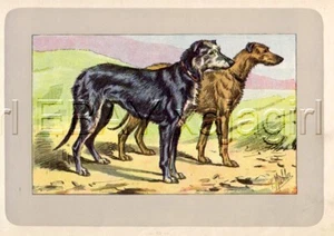DOG Scottish Deerhound, Rare Antique 100-Year-Old French Dog Print - Picture 1 of 1