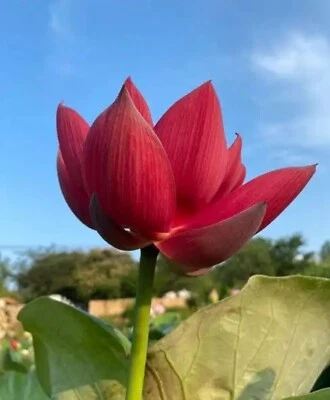 Semillas de loto rojo, semillas de plantas con flores de lirio de agua (10 semillas) Foto 1 de 2