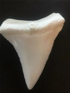 HUGE  GREAT WHITE SHARK TOOTH  REPLICA 3&1/4" GREAT Serrations Lower Principal - Picture 1 of 7