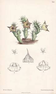 Huernia Concinna Somalia Blume Botanik flor botánica litografía Curtis 7905 - Imagen 1 de 1