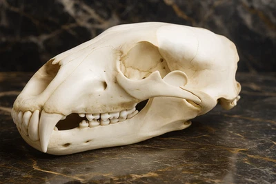 Life-Size Polar Bear Skull Replica - Anatomical Model 1:1 - Image 1 of 4