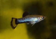 Pair of Limia melanogaster (Black-Bellied Limia, Livebearer)