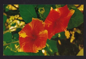 c1960 Nani Li'i Hibiscus Blossom Flowers Hawaii postcard - Picture 1 of 2