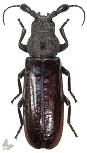 Bolbotritus bainesi 50+mm, RARE! LARGE! UNMOUNTED beetle - Picture 1 of 1