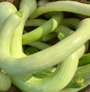 Tromboncino (Zucchini Rampicante) Squash Seeds | Heirloom | Organic - Picture 1 of 3