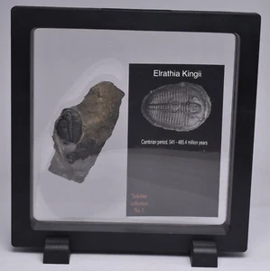 TRILOBITE FOSSIL, Elrathia Kingi, Middle Cambrian , Millard County Utah, F362 - Bild 1 von 4