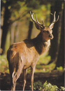 Alte Postkarte - Rothirsch - Picture 1 of 1
