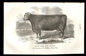 Commissioner of Agriculture 1865 Short Horn Cow - Picture 1 of 2